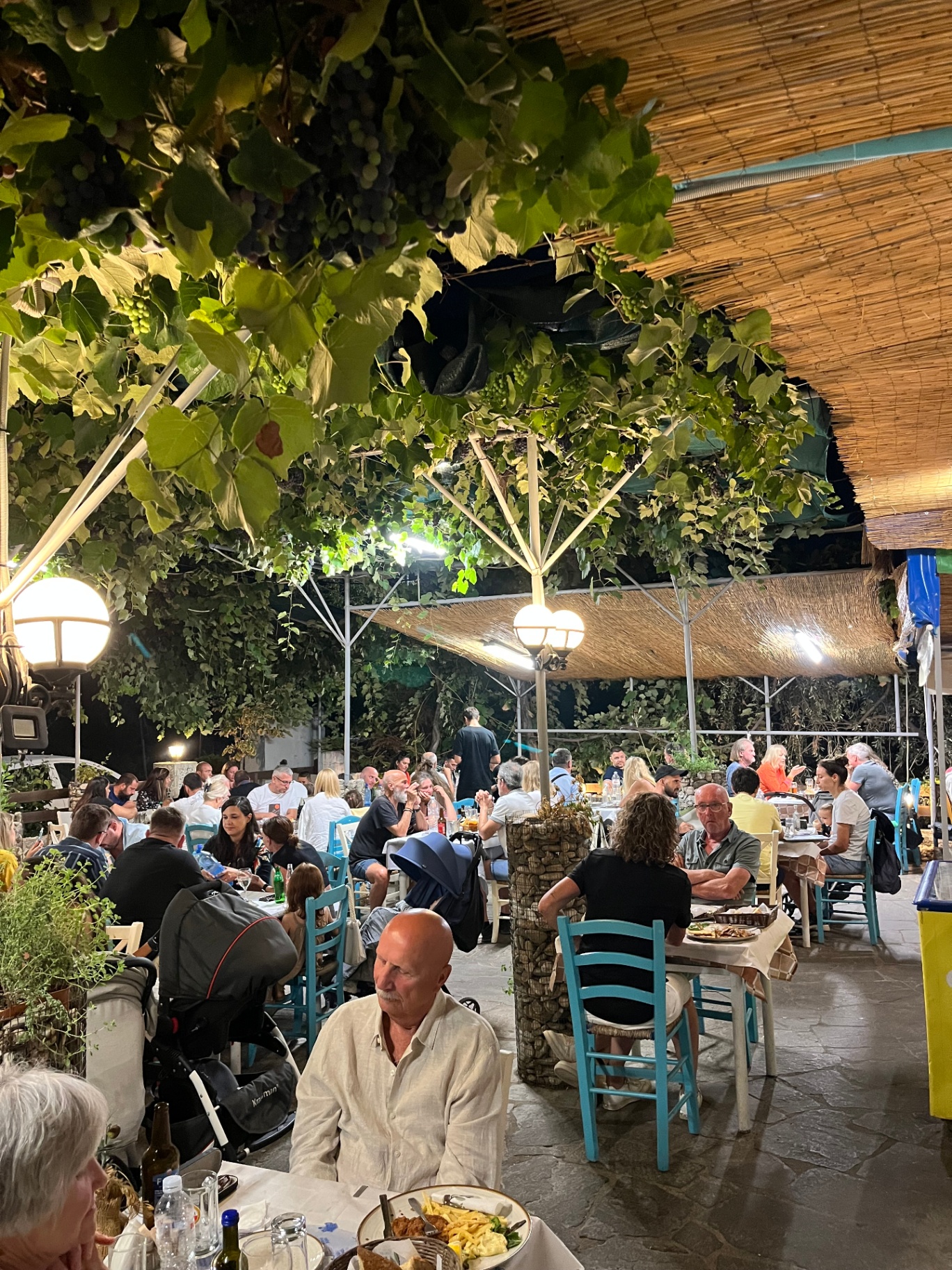 Busy evening under the vines